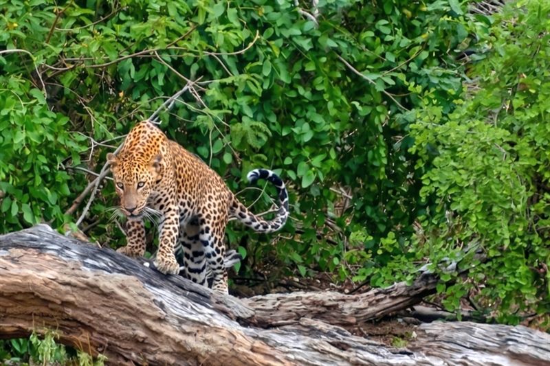 Photograph No. 18 by Rajiv CG